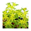 (山野草)ツルマンネングサ(蔓万年草) 3号(3ポットセット)