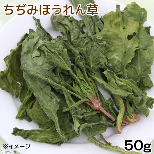 国産　ちぢみほうれんそう　50g　小動物用のおやつ　国産　無添加　無着色【HLS_DU】　関東当日便