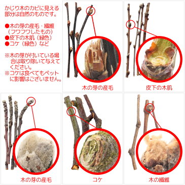 長野県小布施産　りんごの木　極細枝　40g　国産　かじり木　小動物用のおもちゃ　無添加　無着色【HLS_DU】　関東当日便