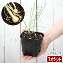 (山野草)ノビル(野蒜) 球根入り 3号(1ポット) 家庭菜園