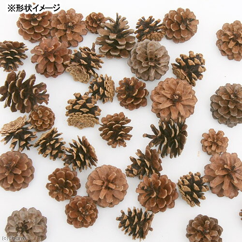 �񻺡����ܤä��ꡡ30g����ưʪ�Τ�����㡡�ѥ��󥳡��󡡹񻺡�̵ź�á�̵�忧������������