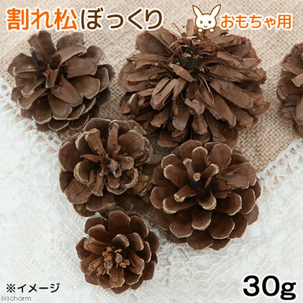 国産　割れ松ぼっくり　30g　小動物のおもちゃ　パインコーン　国産　無添加　無着色　関東当日便 2
