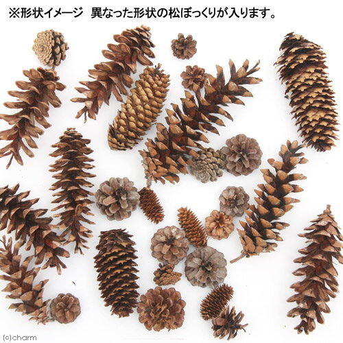 �񻺡���쾾�ܤä��ꡡ30g����ưʪ�Τ�����㡡�ѥ��󥳡��󡡹񻺡�̵ź�á�̵�忧������������