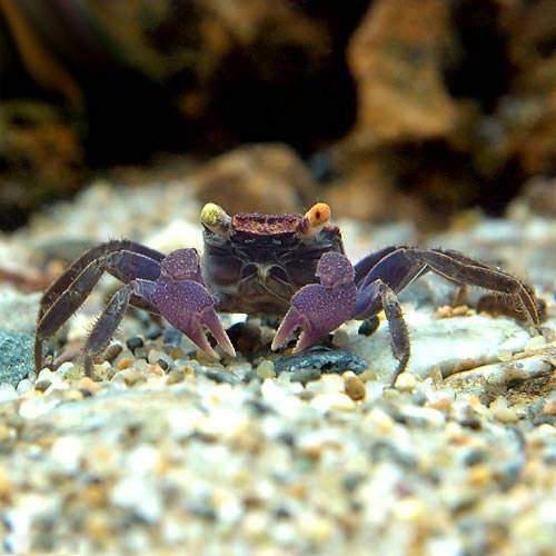 （エビ・カニ）（B品）バンパイア・クラブ（3匹）　北海道・九州航空便要保温