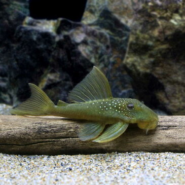 （熱帯魚）ゴールデンブルーフィン・プレコ　Sサイズ（1匹）　北海道・九州・沖縄航空便要保温