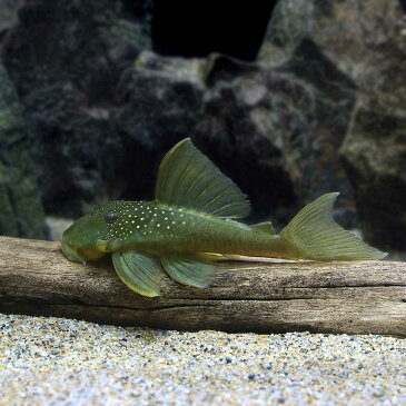 （熱帯魚）ゴールデンブルーフィン・プレコ　Sサイズ（1匹）　北海道・九州・沖縄航空便要保温