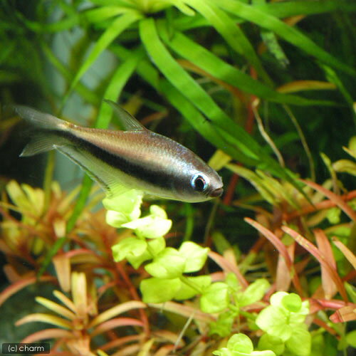 インパイクティス ケリーは繁殖可能な藤色の熱帯魚 Grass Design アクアリウム 水草水槽 熱帯魚の情報