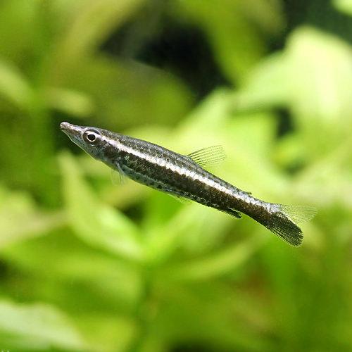 Neon Tetra - （熱帯魚）ペンシル・フィッシュ（4匹）　北海道・九州航空便要保温