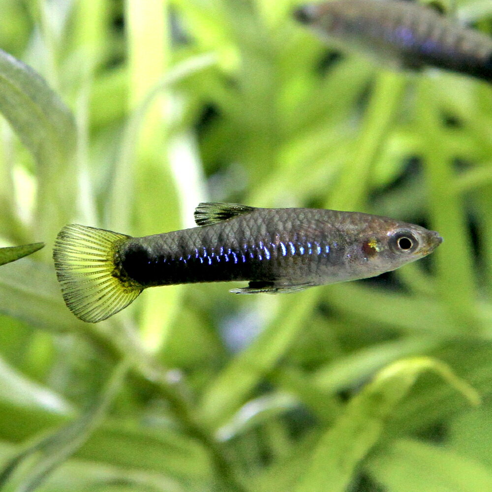（熱帯魚）リミア・メラノガスター（1ペア） 北海道・九州航空便要保温