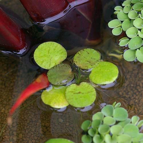 浮き草の仲間は根から多くの養分を吸収するため、水を浄化する能力に優れます。水槽や外掛け式フィルターに浮かべて使うと有効です。フィルターの無い水槽やグラス飼いのベタ等におすすめです。また、水だけ入れた背の低いグラスに入れておけばかわいいインテリアにもなります。可愛らしい小型の浮き草！（浮草）ドワーフフロッグビット（無農薬）（5株）販売名ドワーフフロッグビット別名ドワーフアマゾンフロッグビットアマゾントチカガミ学名（※）Limnobium　laevigatum”limne”（沼）＋”bios”（生活）（※）…改良品種や学名が不明の種は流通名での記載の場合があります。分類トチカガミ科（Hydrocharitaceae）分布南米どんな種類？トチカガミ科（Hydrocharitaceae）の植物。南米の河川や湖沼に生育する多年草の浮き草です。アマゾンフロッグビットよりのやや小さいシルエットが人気です。丸く小さい葉からビオトープなどにも多く使われます。浮草の仲間は水槽内では光量不足などで育たない場合が多いですが、蛍光灯でも十分育成可能な種類です。円形の葉を放射状に展開しながら成長し、夏場の高気温、高光量の条件下ではランナーを伸ばして子株を作り、盛んに繁殖します。状態もよくなると葉に虎柄の模様が入ります。水質にもあまりうるさくなく、弱酸性から弱アルカリ性と幅広く順応できるので、導入しやすい浮草です。育成要件＆データCO2　　　　　→　要光量　　　　　 →　60cm20W3灯以上（2400〜3000lm）温度　　　　　 →　20〜28度水質　　　　　 →　中性〜弱酸性※…育成環境は一例です。必ずしもこの環境下であれば育つことを確約するものではございません。育成のコツ60cm水槽で2灯以上、酸性〜中性、ソイル、CO2添加あり、液肥主体の施肥で育成しやすいです。メタハラなどの直下では爆発的に増えるので、適度に間引く必要があります。その他それ程大きくならないので小型鉢のビオトープなどにもよく利用されます。 ←詳しくはこちらをご覧ください。（めだか）ヒメダカ（6匹）（エビ・貝）ヒメタニシ（10匹）（＋1割おまけ）水草＆サンゴの成長を促進！　Q10サポートエレメンツ　淡水・海水用　30mL3袋セット水草＆サンゴの成長を促進！　Q10サポートエレメンツ　淡水・海水用　500mL　微量元素添加剤　ミネラル … _gardening　金魚・メダカ　shrimp_plants　_aqua　金魚藻　CO2なしでも育つ水草　floating　水草　浮き草　all_plants　wp_kywrd　5wptop200311　inc_biouki　beginnerbiotope　pointyh50304seitai　pointrk50304seitai　aoko2023measures　y22m01・（浮草）ドワーフフロッグビット（無農薬）（1株） 構成する商品内容は在庫状況により予告無く変更になる場合がございます。予めご了承下さい。■この商品をお買い上げのお客様は、下記商品もお買い上げです。※この商品には付属しません。■（めだか）ヒメダカ（6匹）（エビ・貝）ヒメタニシ（10匹）（＋1割おまけ）水草＆サンゴの成長を促進！　Q10サポートエレメンツ　淡水・海水用　30mL3袋セット水草＆サンゴの成長を促進！　Q10サポートエレメンツ　淡水・海水用　500mL　微量元素添加剤　ミネラル