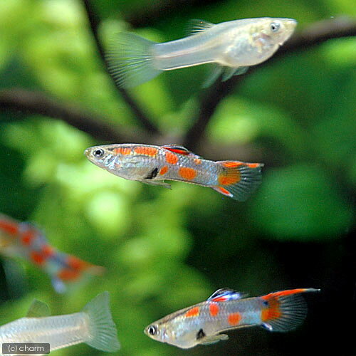 （熱帯魚）ポエキリアsp．　ビター94（国産グッピー）（1ペア）　北海道・九州航空便要保温