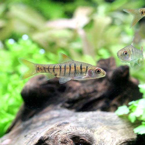 （入荷未定）（熱帯魚）アンゴラ・バルブ（3匹）　北海道・九州航空便要保温