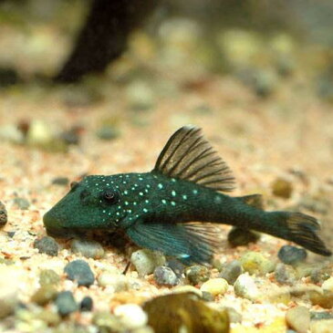 （熱帯魚）ブルーフィン・プレコ　Sサイズ（1匹）　北海道・九州・沖縄航空便要保温