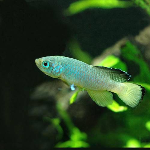 （熱帯魚）ノソブランキウス・ギュンテリー ブルー（1ペア） 北海道・九州航空便要保温