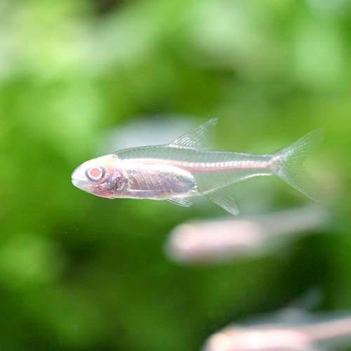 （熱帯魚）アルビノグローライト・テトラ（10匹）　北海道・九州航空便要保温