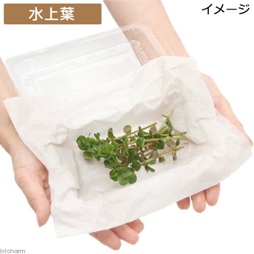 �ʿ���˥����顡���ȥ�ǥ��ե��ꥢ�ʿ���աˡ�̵�����ˡ�10�ܡ�