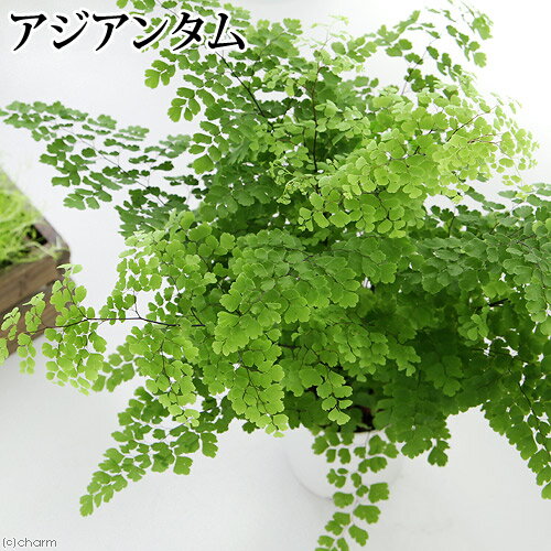 （観葉植物）アジアンタム　4号（1鉢）【HLS_DU】