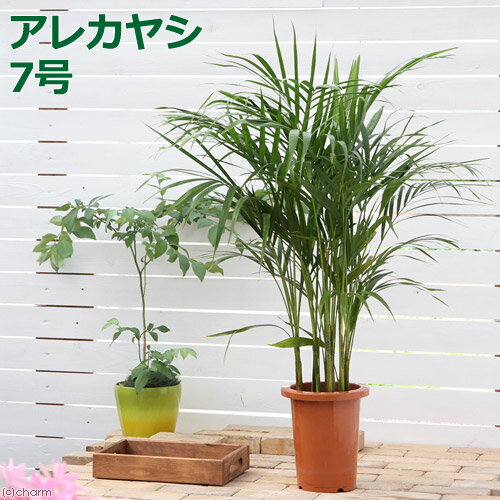 ヤシ （観葉植物）ヤシ　アレカヤシ　7号（1鉢）【HLS_DU】