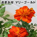 (観葉植物)マリーゴールド(花色おまかせ) 3号(1ポット)