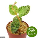 (観葉植物)マコデス ぺトラ 2号(5鉢) ジュエルオーキッド