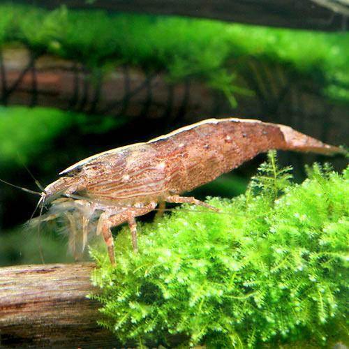 （エビ）アジアロック・シュリンプ　Lサイズ（3匹）　北海道航空便要保温