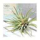 (観葉植物)エアープランツ チランジア プラジオトロピカ(1株)