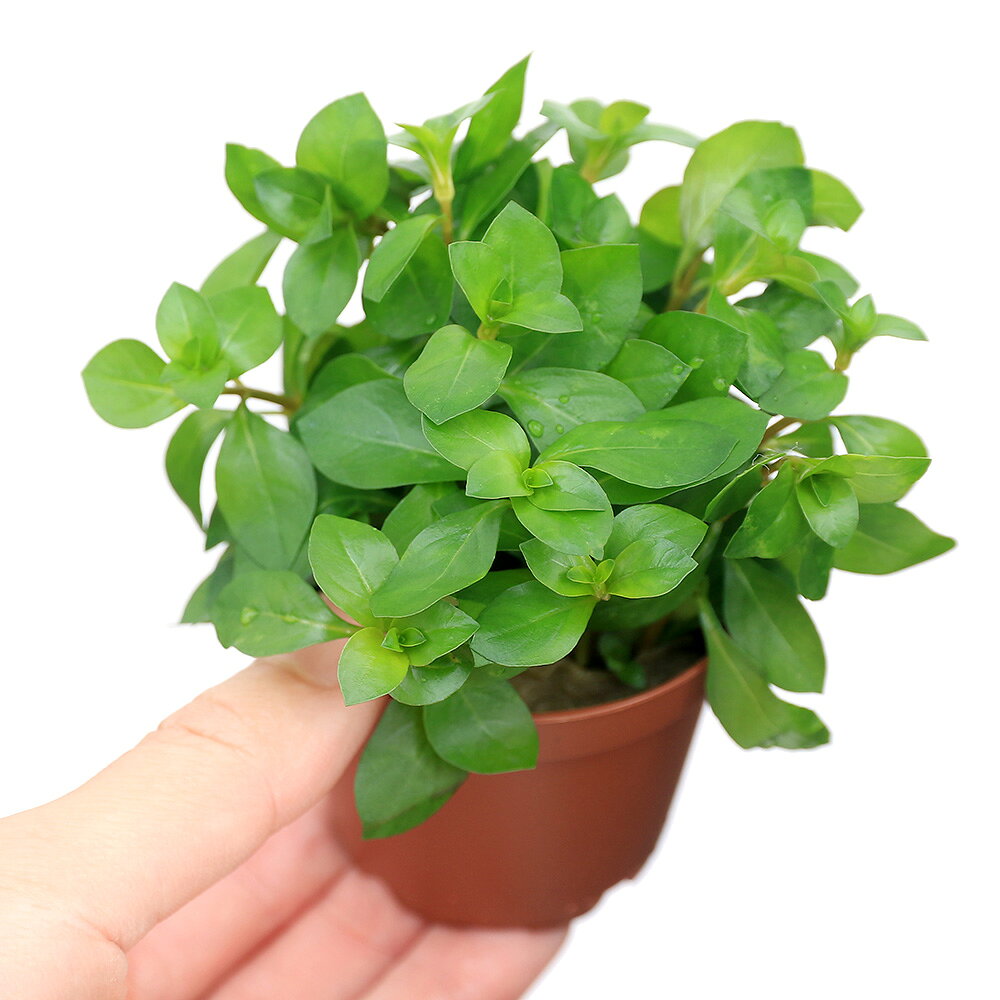 charm 楽天市場店の（水草）鉢植え　レッドルドウィジア（水上葉）（無農薬）（1鉢）｜アングル2