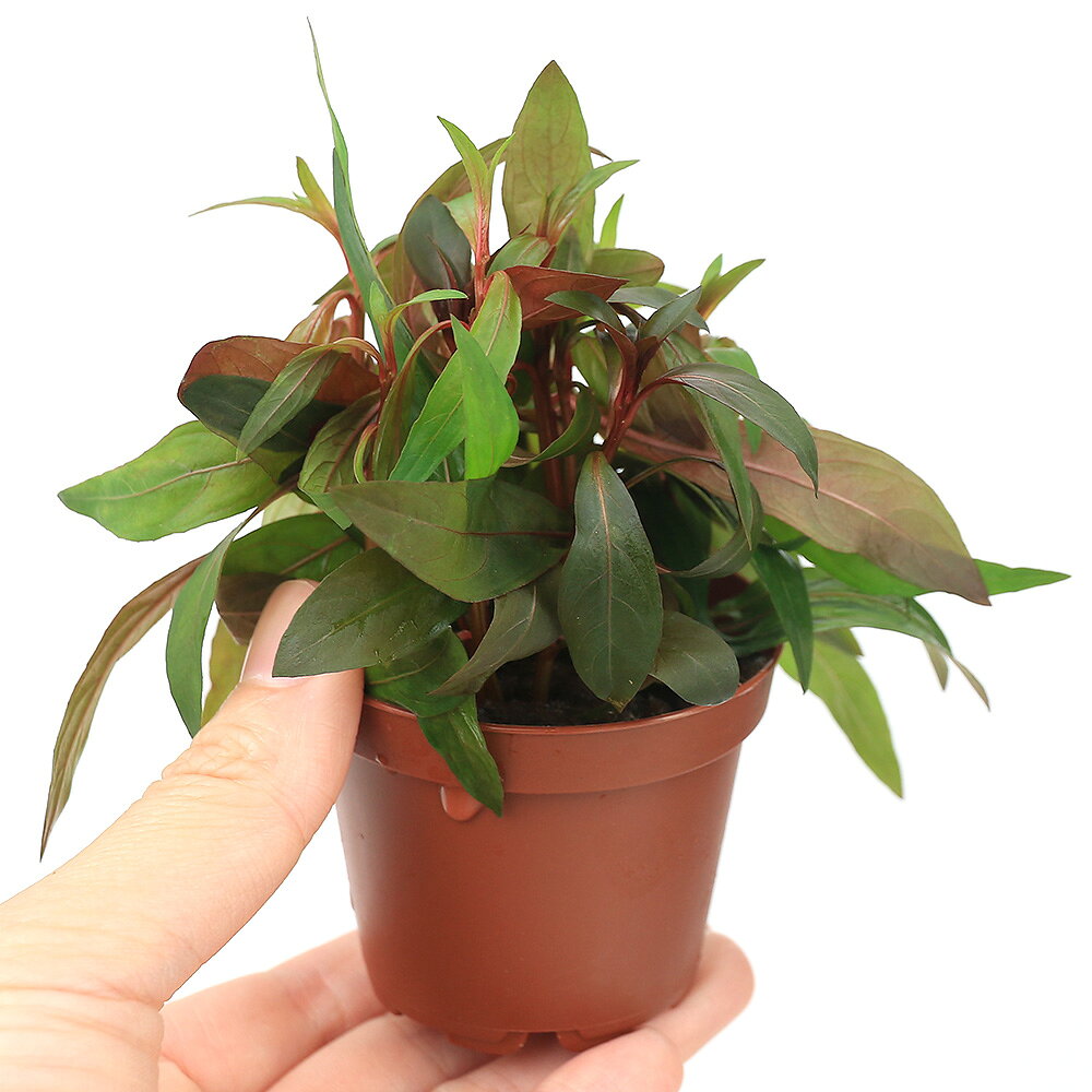 （水草）鉢植え　ルブラ　ハイグロ（水上葉）（無農薬）（1鉢）
