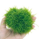 (水草)★育成済★ 南米ウィローモス 溶岩石 SSサイズ(8cm以下)(水中葉)(無農薬)(1個)