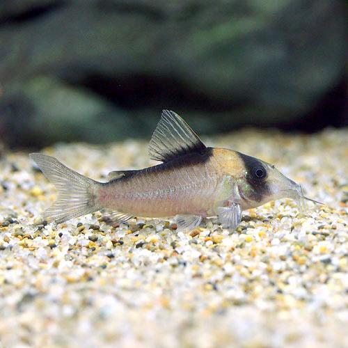 （熱帯魚）コリドラス・イミテーター（ワイルド）（1匹）　北海道・九州航空便要保温