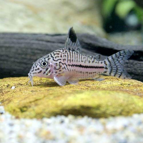 （熱帯魚）コリドラス・トリリネアータス（ワイルド）（1匹）　北海道・九州航空便要保温