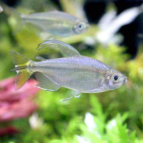 Neon Tetra - （熱帯魚）イエローコンゴテトラ（1ペア）　北海道・九州航空便要保温