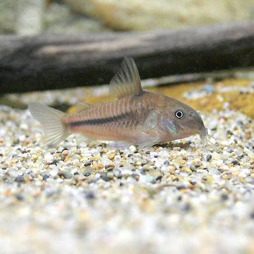 （熱帯魚）コリドラス・ナッテレリー（ワイルド）（1匹）　北海道・九州航空便要保温のサムネイル