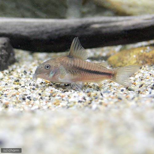 ��Ǯ�ӵ��˥���ɥ饹���ʥåƥ�꡼�ʥ磻��ɡˡ�1ɤ�ˡ��̳�ƻ���彣�Ҷ������ݲ�