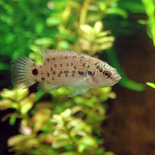 バジス バジスの飼い方 餌 繁殖 寿命は スネールキラーにもなるカメレオンフィッシュ Road To Aquarist バジス バジスの飼い方 餌 繁殖 寿命は スネールキラーにもなるカメレオンフィッシュ Road To Aquarist