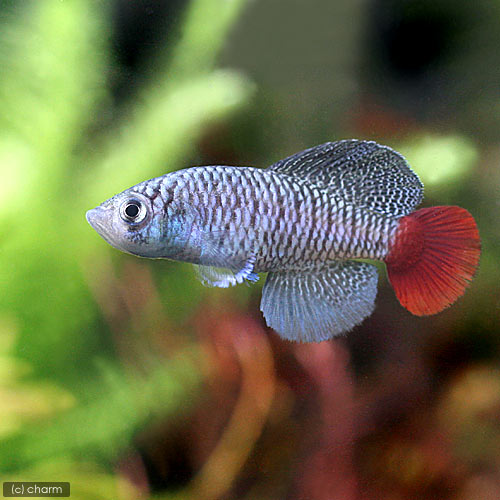 （熱帯魚）ノソブランキウス・パトリザイ（1ペア）　北海道・九州航空便要保温