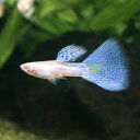 （熱帯魚）RREA・ブルーグラスグッ