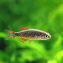 (熱帯魚)ミクロラスボラsp.ハナビ(ブリード)(1匹) 北海道航空便要保温