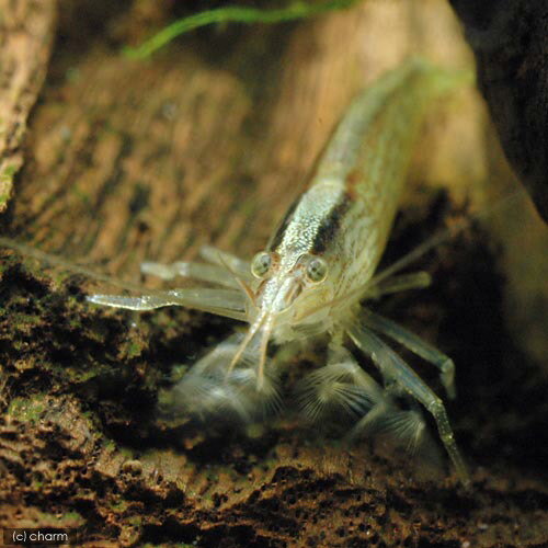 �ʥ��ӡ˥��˥̥ޥ��ӡ�1ɤ�ˡ��̳�ƻ���彣�Ҷ������ݲ�