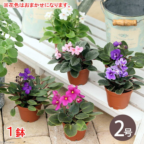 （観葉植物）セントポーリア 花色おまかせ 2号（1鉢）花無し株【HLS_DU】