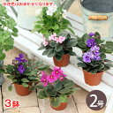 （観葉植物）セントポーリア　花色おまかせ　2号（3鉢）　花なし株