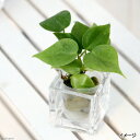 (観葉植物)ミニ観葉 オアシス苗 オキシカラジューム 緑(1苗)