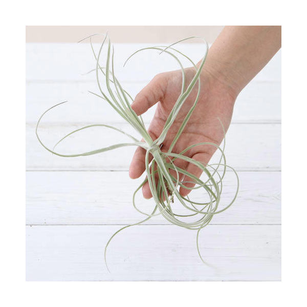 （観葉植物）エアープランツ チランジア ストレプトカルパ Mサイズ（1株）