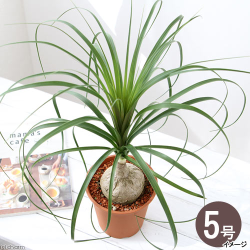 楽天市場】トックリ(種類(植物)トックリラン・高さ(植物 楽天市場】トックリ(種類(植物)トックリラン・高さ(植物