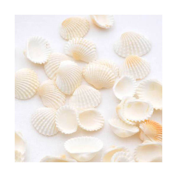 貝殻 シェルコレクション ハイガイ（特小） 50g 貝殻