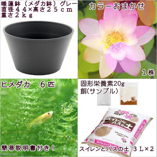 �ʥӥ��ȡ��סˡʤ�����˽鿴�Ը�������ϡȭ�ǰ�Ƥ��������饻�åȡʥ��졼�˲ֿ����ޤ����ϥ��ܤҤ����6ɤ���������ա��ܽ��͹���ꡡ���饻�å�