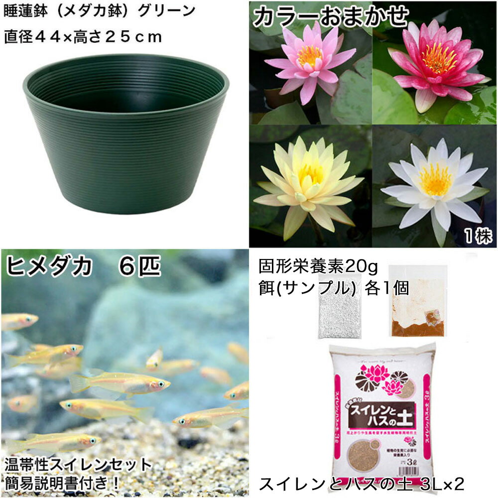 �ʥӥ��ȡ��סˡʤ�����˽鿴�Ը�������ϡȭ�ǰ�Ƥ롡��������饻�åȡʥ��꡼��˲ֿ����ޤ����������������ܤҤ�������������ա��ܽ��͹����