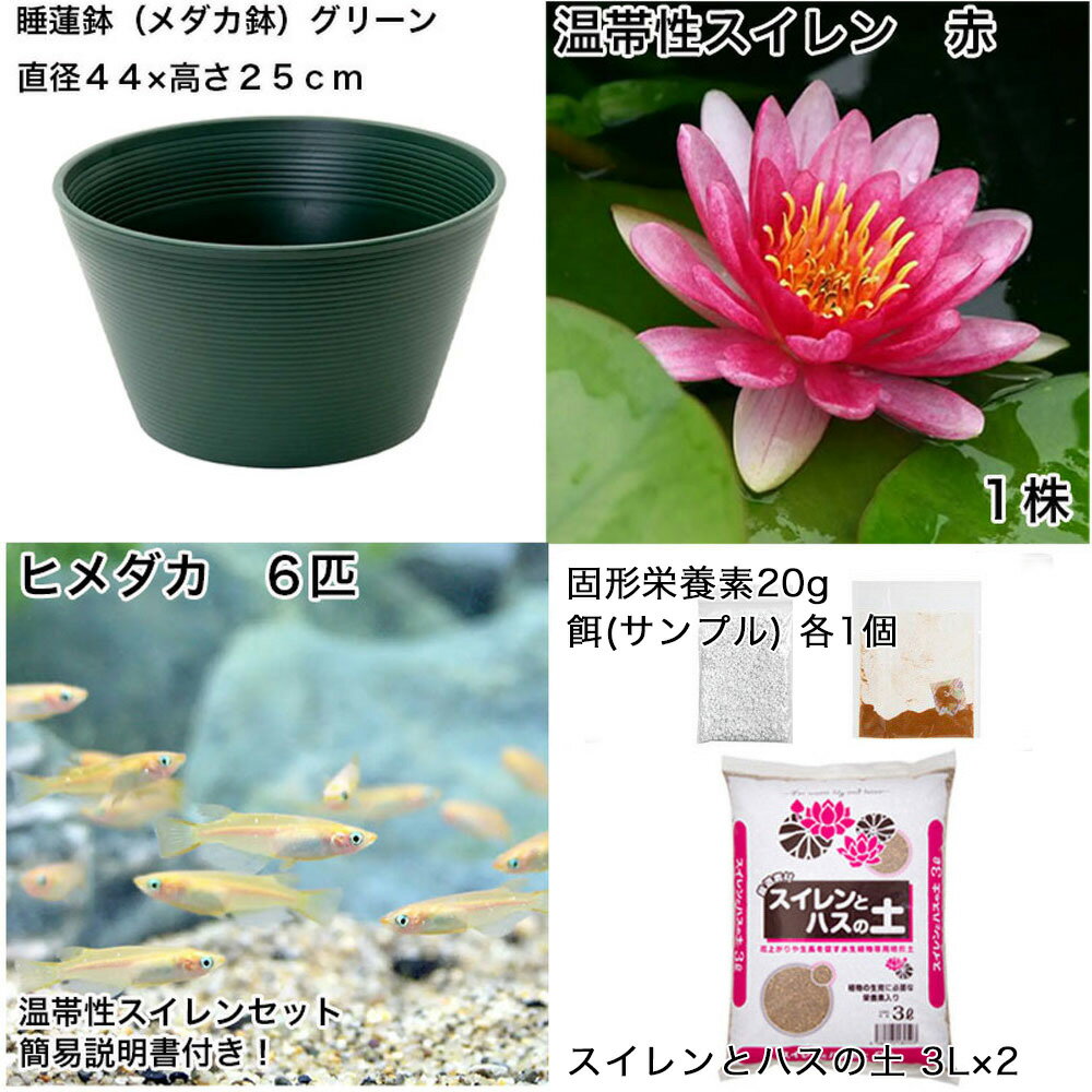 �ʥӥ��ȡ��סˡʤ�����˽鿴�Ը�������ϡȭ�ǰ�Ƥ롡��������饻�åȡʥ��꡼��˲�������������֡ܤҤ����6ɤ���������ա��ܽ��͹���ꡡ���饻�å�