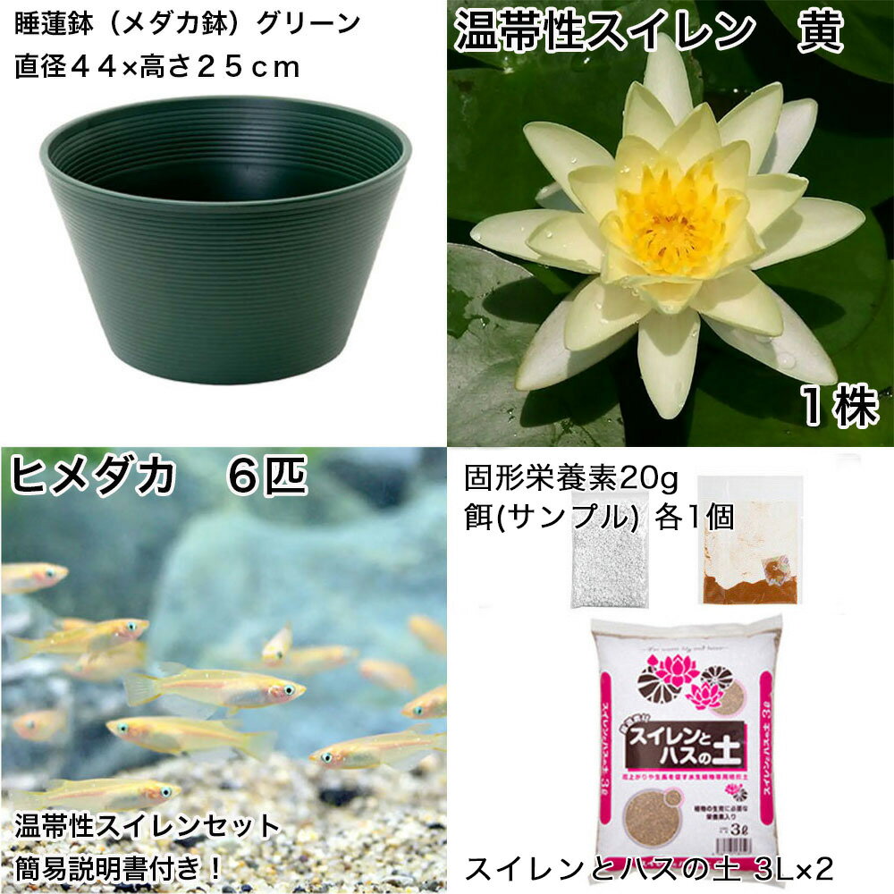 �ʥӥ��ȡ��סˡʤ�����˽鿴�Ը�������ϡȭ�ǰ�Ƥ롡��������饻�åȡʥ��꡼��˲�����������󲫡ܤҤ����6ɤ���������ա��ܽ��͹���ꡡ���饻�å�