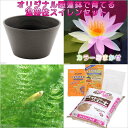 (ビオトープ)(めだか)初心者向け 睡蓮鉢で育てる メダカ飼育セット(ブラウン)花色おまかせ温帯性スイレン+ひめだか 説明書付 本州四国限定